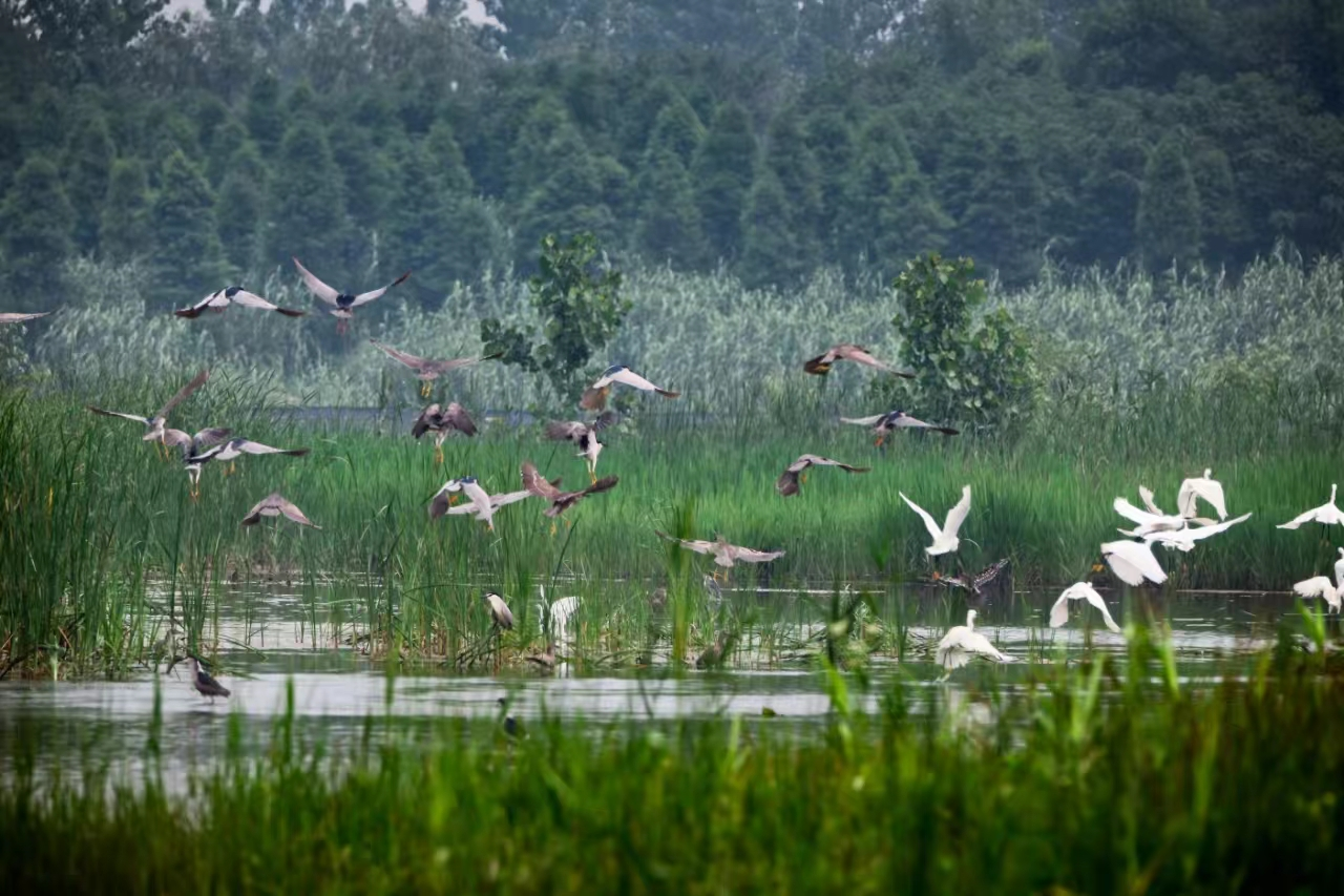 奮進(jìn)強(qiáng)國(guó)路 闊步新征程 | 泰州姜堰:溱湖濕地——草木葳蕤候鳥鳴